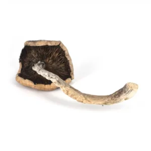 B+Mushroom