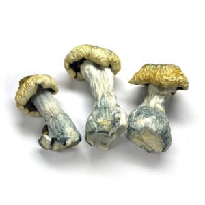Bluey Vuitton Mushroom