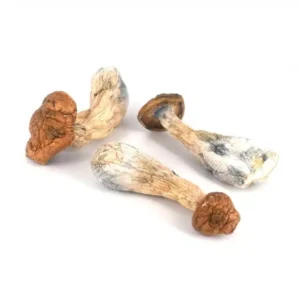 Gold Member Mushroom