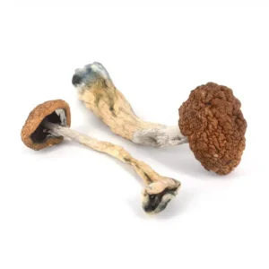 Golden teachers mushrooms