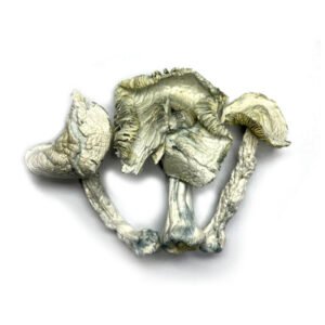 Jedi Mind Fuck Mushrooms