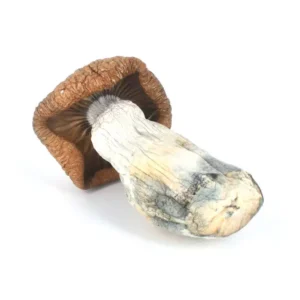 King Kong Mushroom