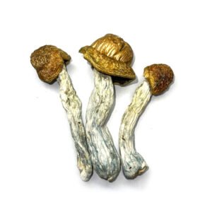 Makilla Gorilla mushroom
