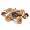 Mazatapec Mushroom