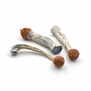 Penis Envy Mushroom